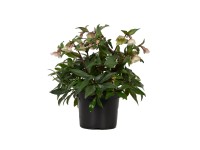 Christrose Weiss Topf-Ø ca. 19 cm Helleborus Winterbells