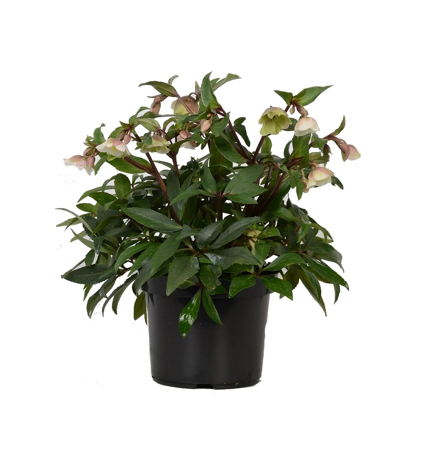 Christrose Weiss Topf- ca. 19 cm Helleborus Winterbells