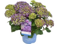 Ballhortensie Endless Summer SummerLove Hydrangea macrophylla Topf 5 l