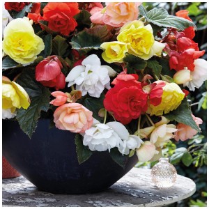 Colorato mix di begonie Cascade Odorosa Grow by OBI in vaso.