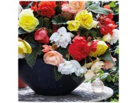 Grow by OBI Begonien Cascade Odorosa Mischung 5 Stk. Grow by OBI Begonien Cascade Odorosa Mischung 5 Stk.