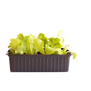 Laitue pommée verte bio en barquette de 12, jeunes légumes feuilles pour le jardin.