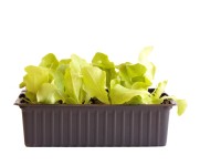 Bio-Kopfsalat Grün 12er-Schale