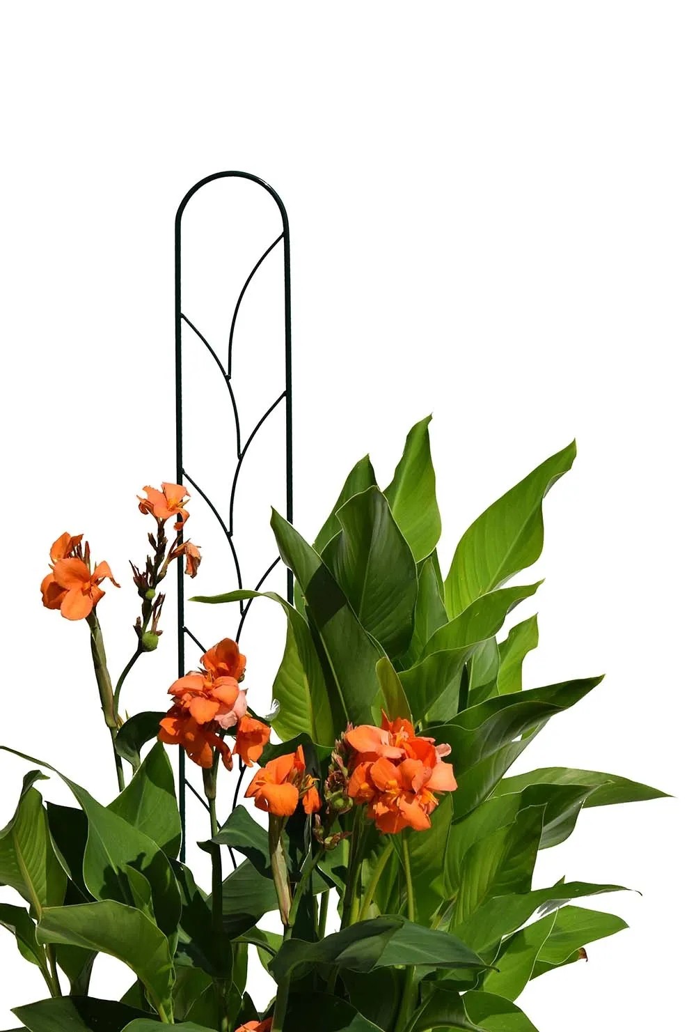 Clematis-Spalier Ranke Montana-Grün 15 x 150 cm kaufen bei OBI