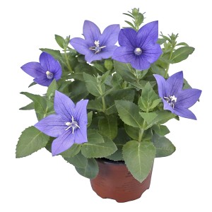 Platycodon à fleurs bleues en pot, idéal pour massifs et balcons.