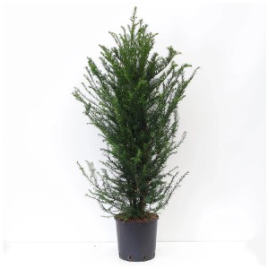 Europäische EibeTaxus Baccata Topf Ø 28 cm / Höhe 100 - 125 cm