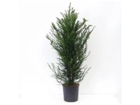 Europäische EibeTaxus Baccata Topf Ø 28 cm / Höhe 100 - 125 cm