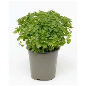 Basilic bio à petites feuilles en pot (Ø 13cm). Herbes aromatiques pour cuisine et balcon.