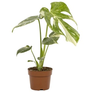 Monstera Thai Constellation en pot brun, feuilles marbrées vert et blanc.