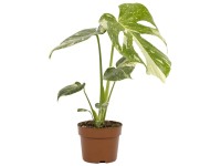 Fensterblatt Monstera Thai Constellation Topf Ø 15 cm