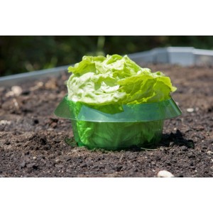 Windhager Schnecken-Stop set da 6, verde/trasparente, protegge l'insalata dagli attacchi delle lumache.