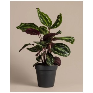 Feey Calathea Roseopicta en pot, hauteur 50-60cm, avec feuilles à motifs. Plante d'intérieur pour mi-ombre.