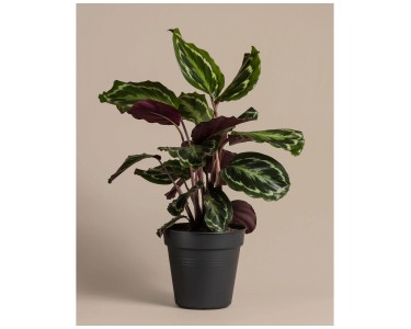 Feey Grosse Calathea Roseopicta Hhe 50 - 60 cm