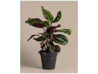 Feey Grosse Calathea Roseopicta Höhe 50 - 60 cm