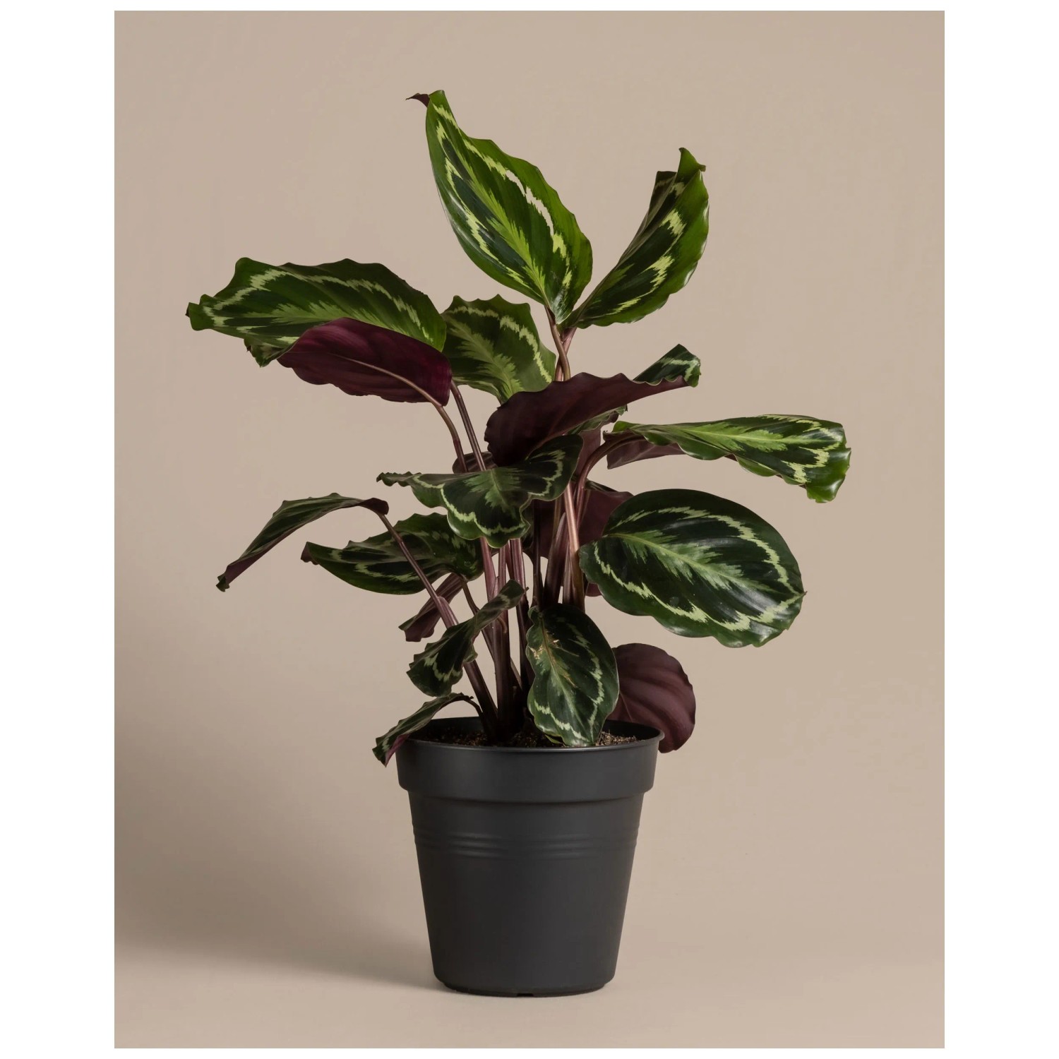Feey Grosse Calathea Roseopicta Hhe 50 - 60 cm
