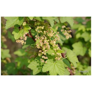 Groseillier bio Jonkheer van Tets avec fleurs et jeunes fruits verts.