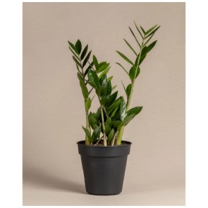 Feey Zamioculcas zamiifolia en pot noir, plante d'intérieur avec feuilles vertes.