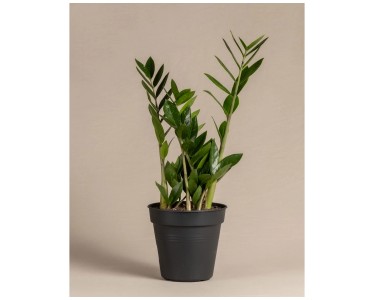 fargesia robusta wolong Fargesia robusta Wolong