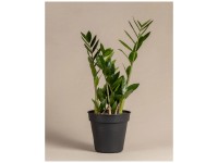 Feey Glücksfeder Zamioculcas zamiifolia Höhe 40 - 60 cm