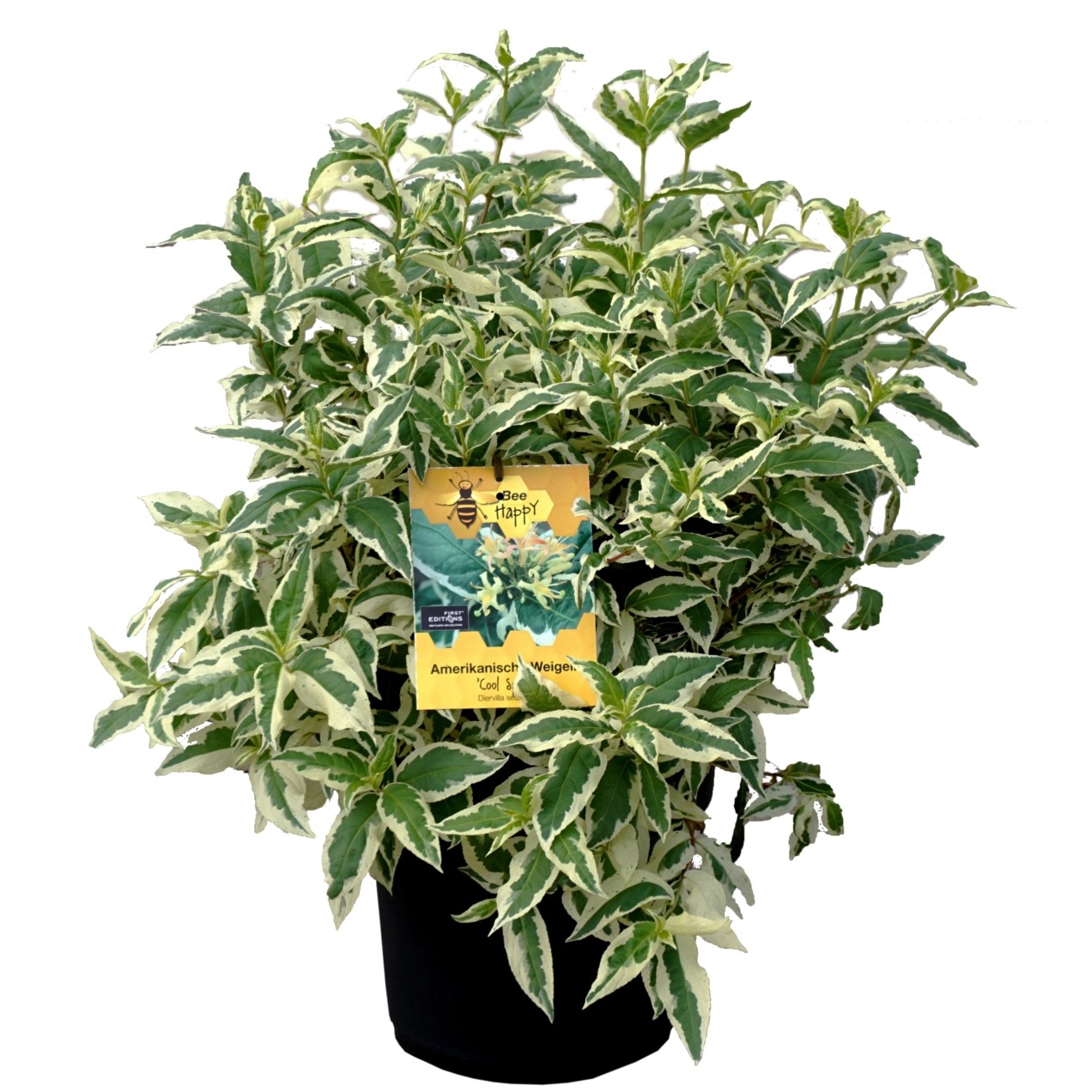 Amerikanische Weigelie Weigela Container 6 l kaufen bei OBI