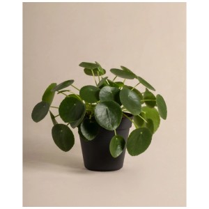 Plante OVNI (Pilea peperomioides) en pot noir, plante d'intérieur pour endroits lumineux.