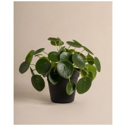 Feey Ufopflanze Pilea peperomioides Höhe 15 - 25 cm