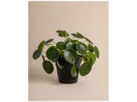 Feey Ufopflanze Pilea peperomioides Höhe 15 - 25 cm
