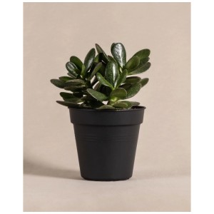 Feey Arbre de Jade (Crassula ovata) dans un pot noir, une plante verte facile d'entretien pour votre maison.