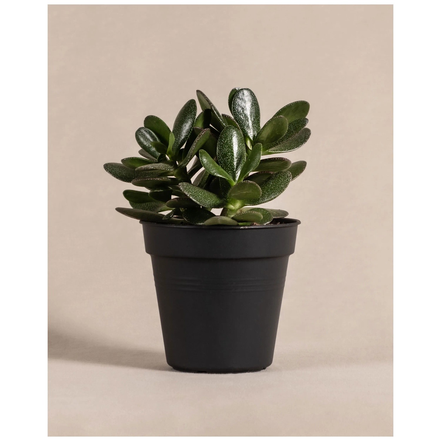 zimmerpflanze maranta Maranta in Grün kaufen – Green Me Up main image 0