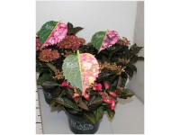 Bauernhortensie Black Diamonds® Hydrangea macrophylla Topf Ø 23 cm