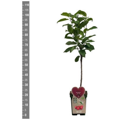 Ciliegio bio Sunburst Prunus avium vaso Ø 18 x 115 cm