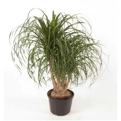 Elefantenfuss Beaucarnea Topf Ø 27 cm kaufen bei OBI