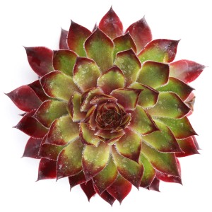 Sempervivum Chick Charms a rosetta in vaso, foglie verdi e rosse.