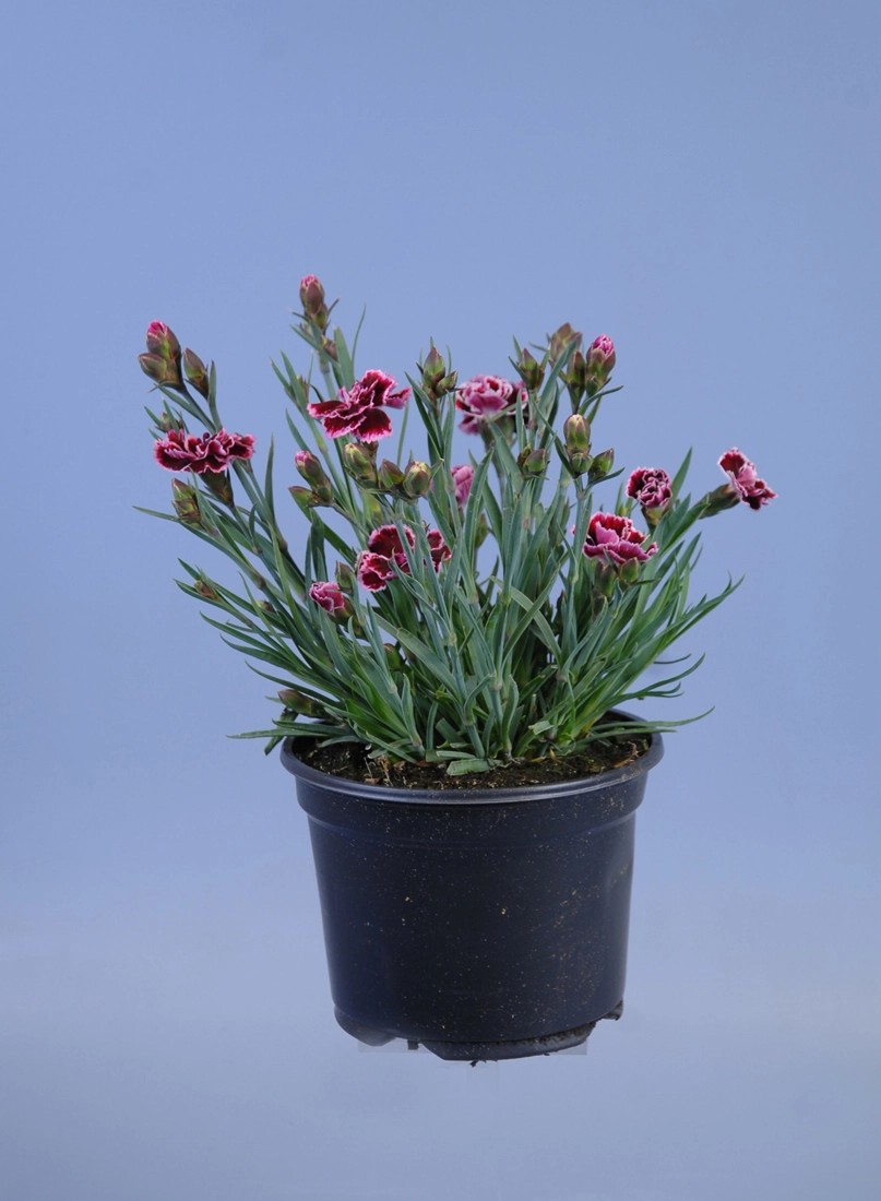 Dianthus Sunflor Charmy Mix kaufen bei OBI