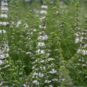 Gros plan sur la menthe fraise bio Blu (Mentha) en fleurs dans le jardin. Herbes de cuisine à l'arôme intense de fraise.