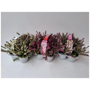 Bruyère d'hiver Erica darleyensis en couleurs lot de 6 avec des fleurs roses, violettes et blanches.