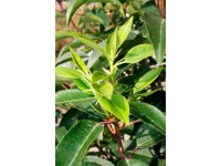 Portugiesischer Kirschlorbeer Angustifolia Prunus lusitanica Topf 10 l