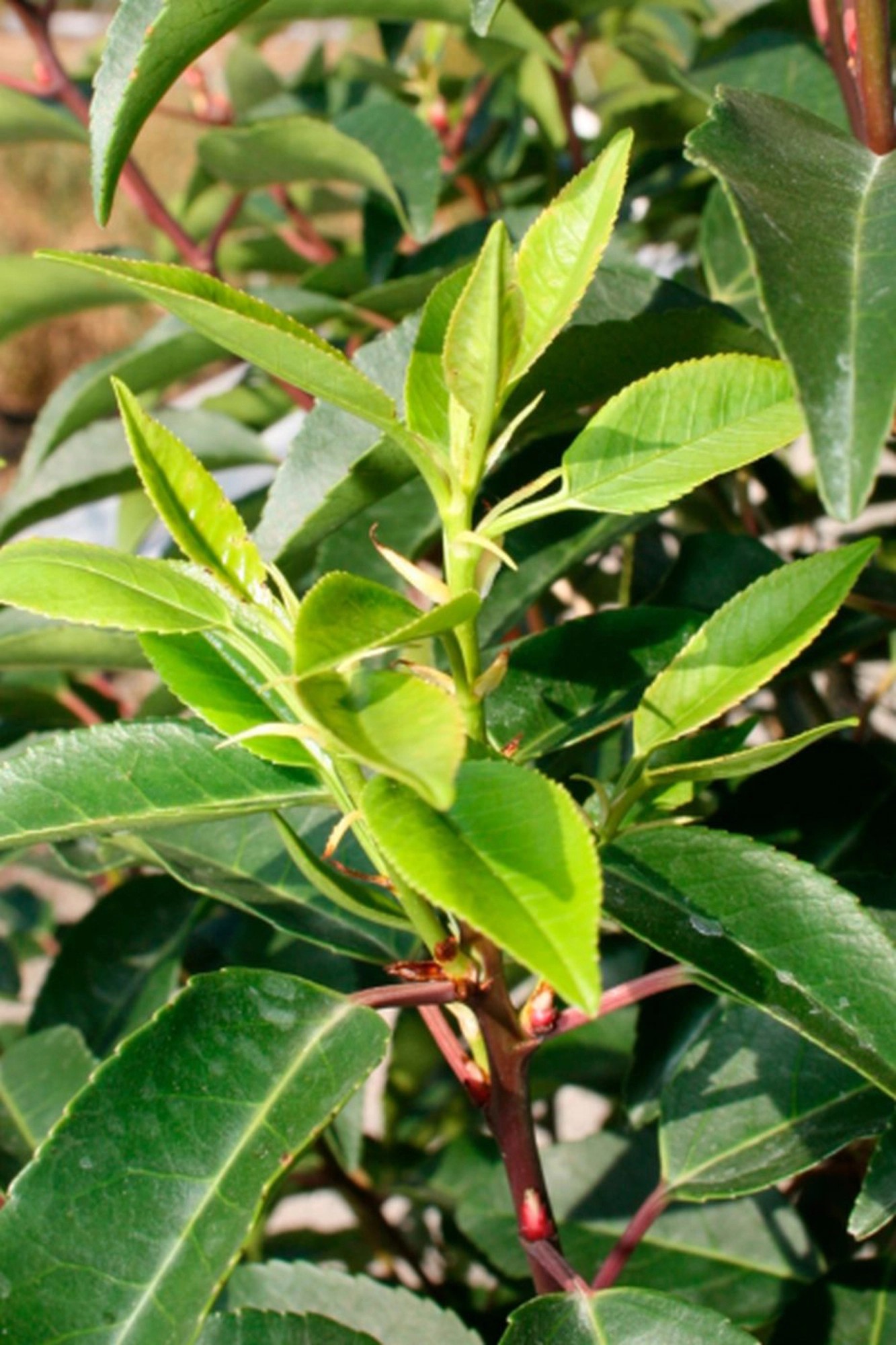 Portugiesischer Kirschlorbeer Angustifolia Prunus lusitanica Topf 10 l