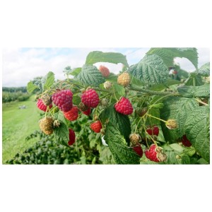 Framboise Blissy sur le buisson avec des fruits rouges mûrs et des feuilles vertes.
