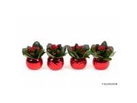 Flammendes Käthchen Kalanchoe blossfeldiana Weihnachtstopf Rot Ø 6 cm Flammendes Käthchen Kalanchoe blossfeldiana Weihnachtstopf Rot Ø 6 cm