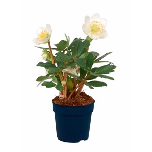 Hellébore blanc en pot, env. 9 cm. Helleborus Niger à floraison hivernale avec fleurs blanches.