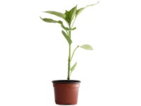 Peperoni Rot Bio Topf Ø 9 cm