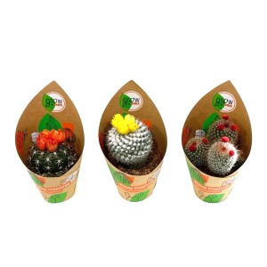 3 cactus GROW by OBI con fiori di paglia, vari tipi in vaso.