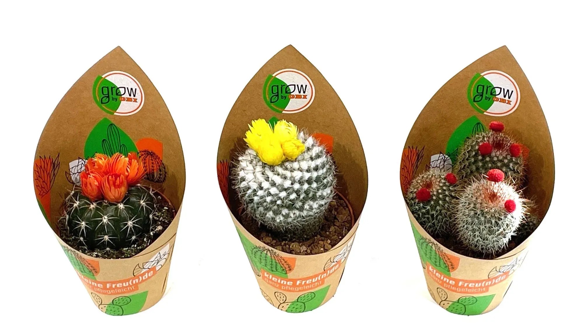 GROW by OBI Kakteen 4-fach sortiert mit Strohblte Topf  8,5 cm
