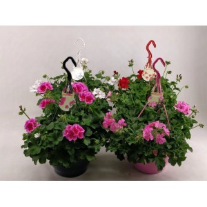 Pélargonium Marcada en pot (Ø 23cm) avec des fleurs colorées, idéal pour balcon et terrasse.
