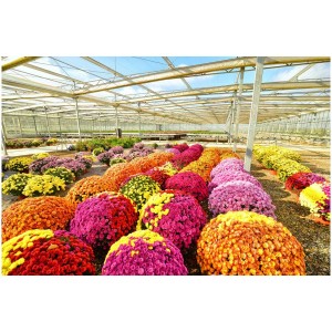 Garten-Chrysanthemen (Chrysanthemum indicum) in verschiedenen Farben im Gewächshaus.