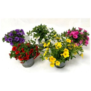 Calibrachoa de différentes couleurs en pot, plantes suspendues pour balcon et jardin.