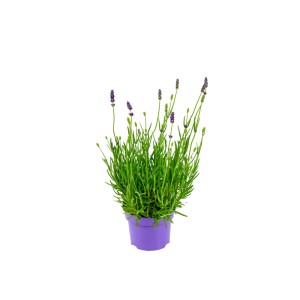 Vraie lavande en pot violet, diamètre du pot d'environ 10,5 cm. Fleurs parfumées, violettes.