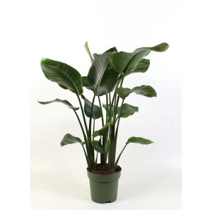 Plante verte Oiseau de Paradis (Strelitzia Reginae) en pot (Ø 21 cm).