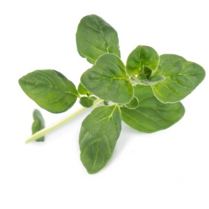 Primo piano di rametto di origano biologico fresco per Véritable lingotto di erbe.